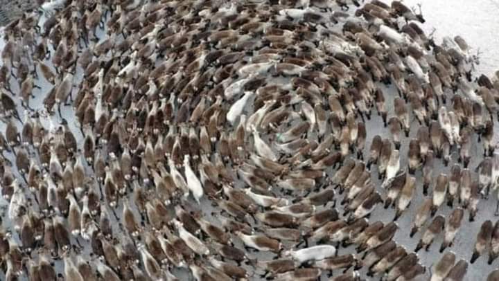 DimSce's tweet image. 