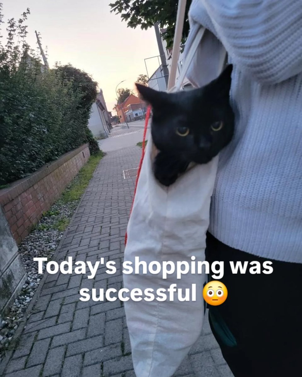 Punch Cat (@punchingcat) on Twitter photo 