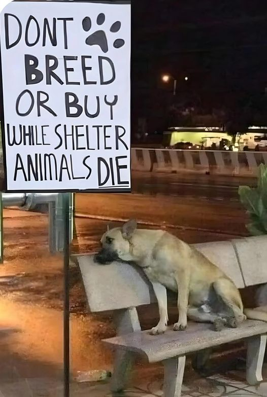 𝕏 Dogs (@_xdogs) on Twitter photo 