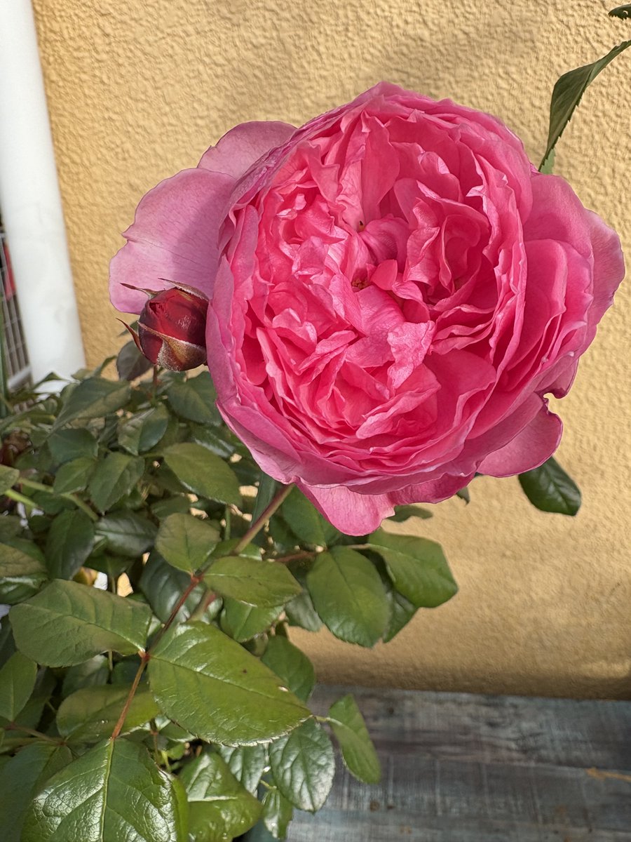 よっしー。様ページ ヨッシー (@AOGSDkw5Qmr1X51) / Posts / X