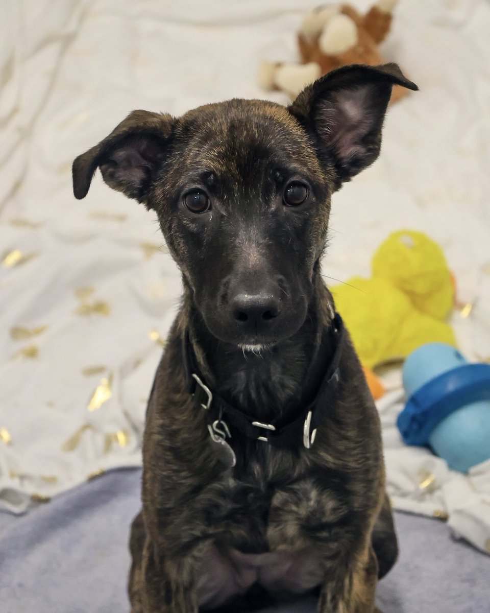 PAWSChicago tweet media