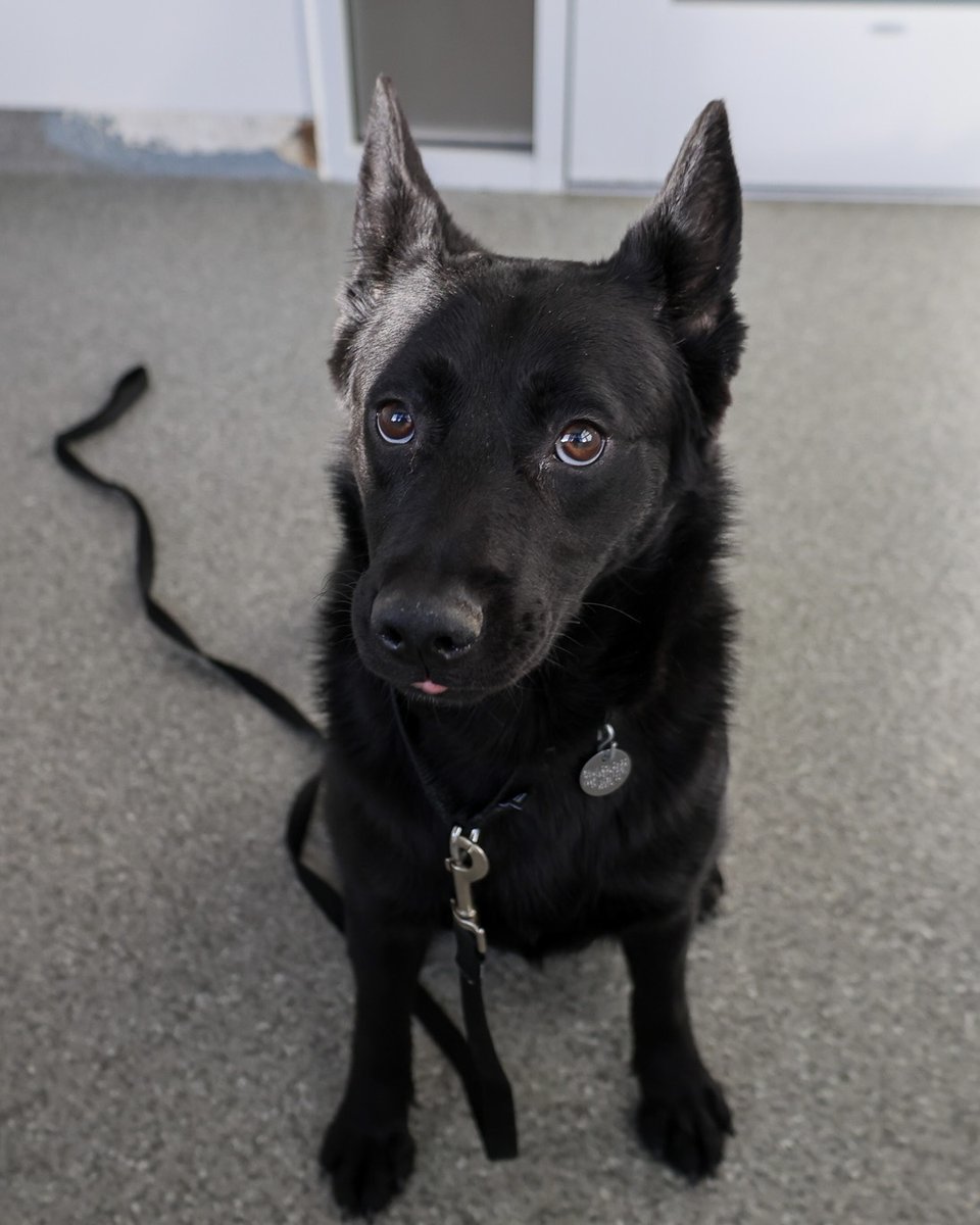 PAWSChicago tweet media