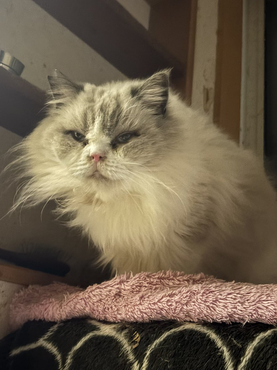 にゃん太郎 (@nyannyan__taro) / Posts / X