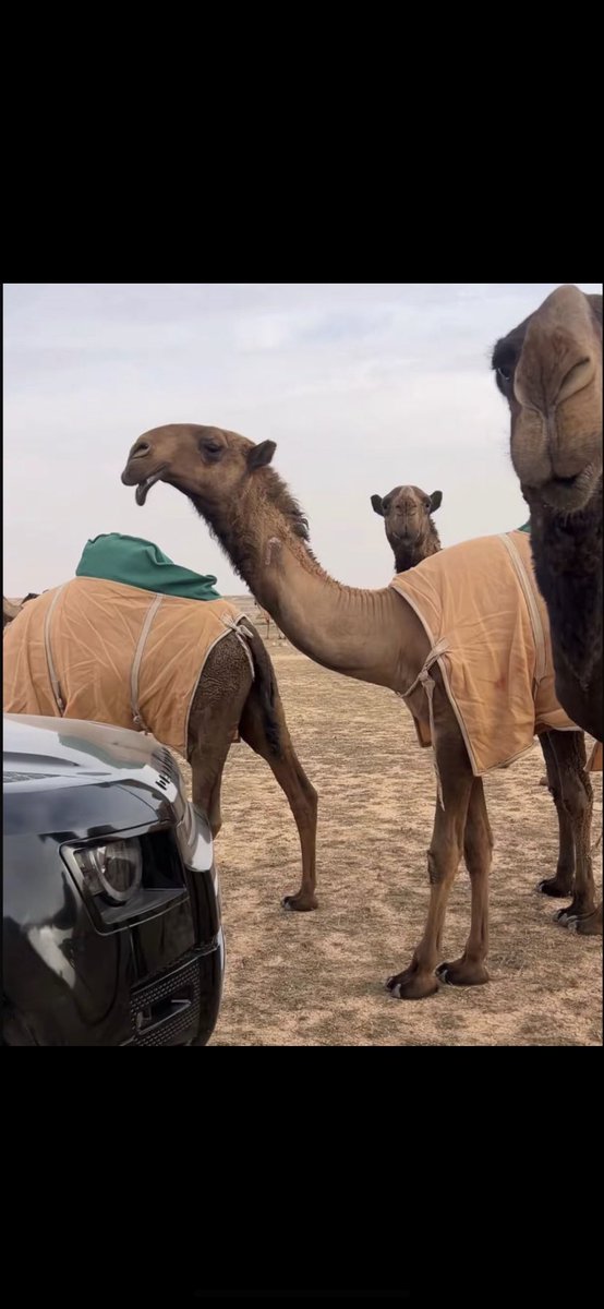 ‏ الـعـونـي 🎖🐪 tweet media