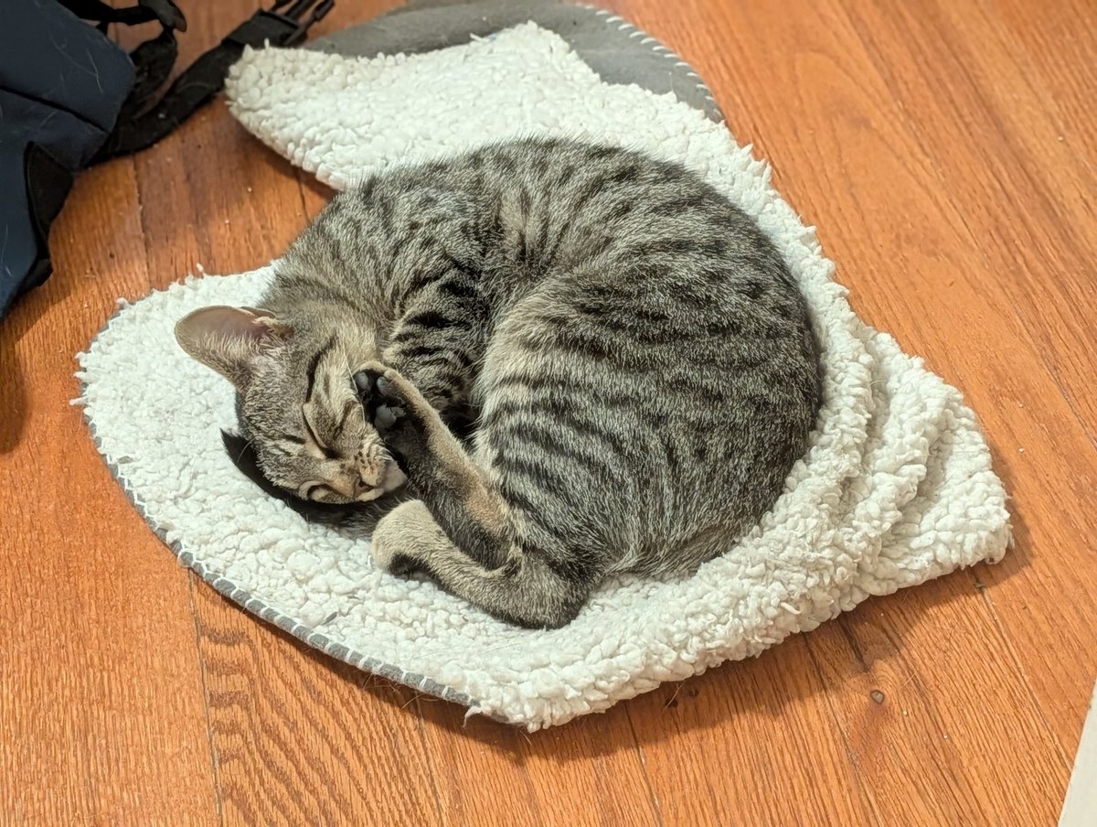 somethings_awry's tweet image. This is the blanket she slept on every night as a tiny baby kitten, and she doesn't mind that it got knocked off the bed.