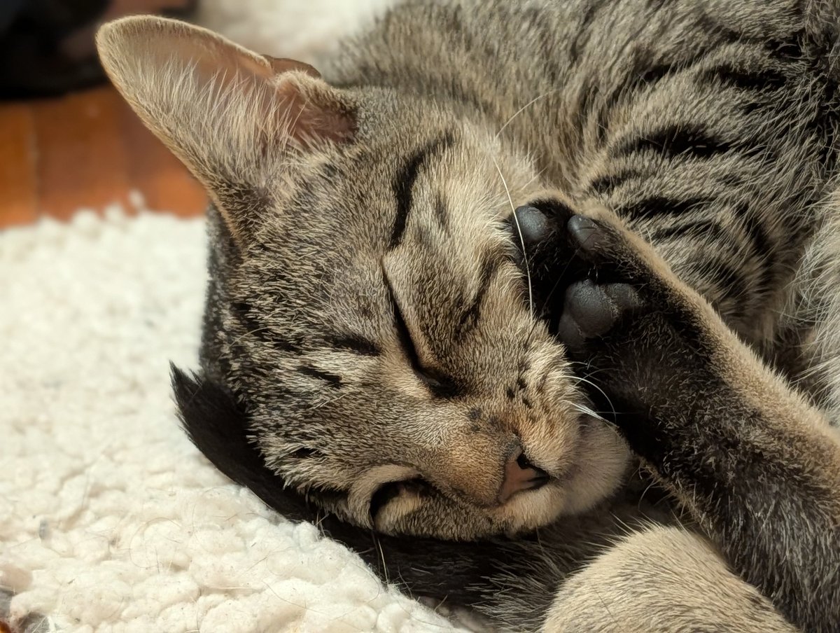 somethings_awry's tweet image. This is the blanket she slept on every night as a tiny baby kitten, and she doesn't mind that it got knocked off the bed.