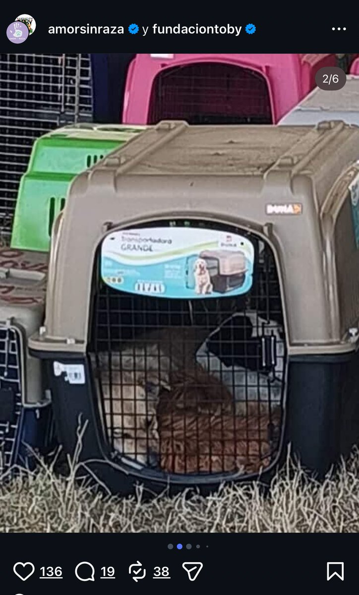 HELA_MORE's tweet image. ¿De verdad está bien tener a 3 perritos del San Franciscano dentro de una sola transportadora?
Y cuantos más estarán así 💔
A todos los que estuvieron de acuerdo con ese “rescate”, ¿esto también les parece correcto?

Un rescate no es solo sacarlos de donde estaban y amontonarlos…