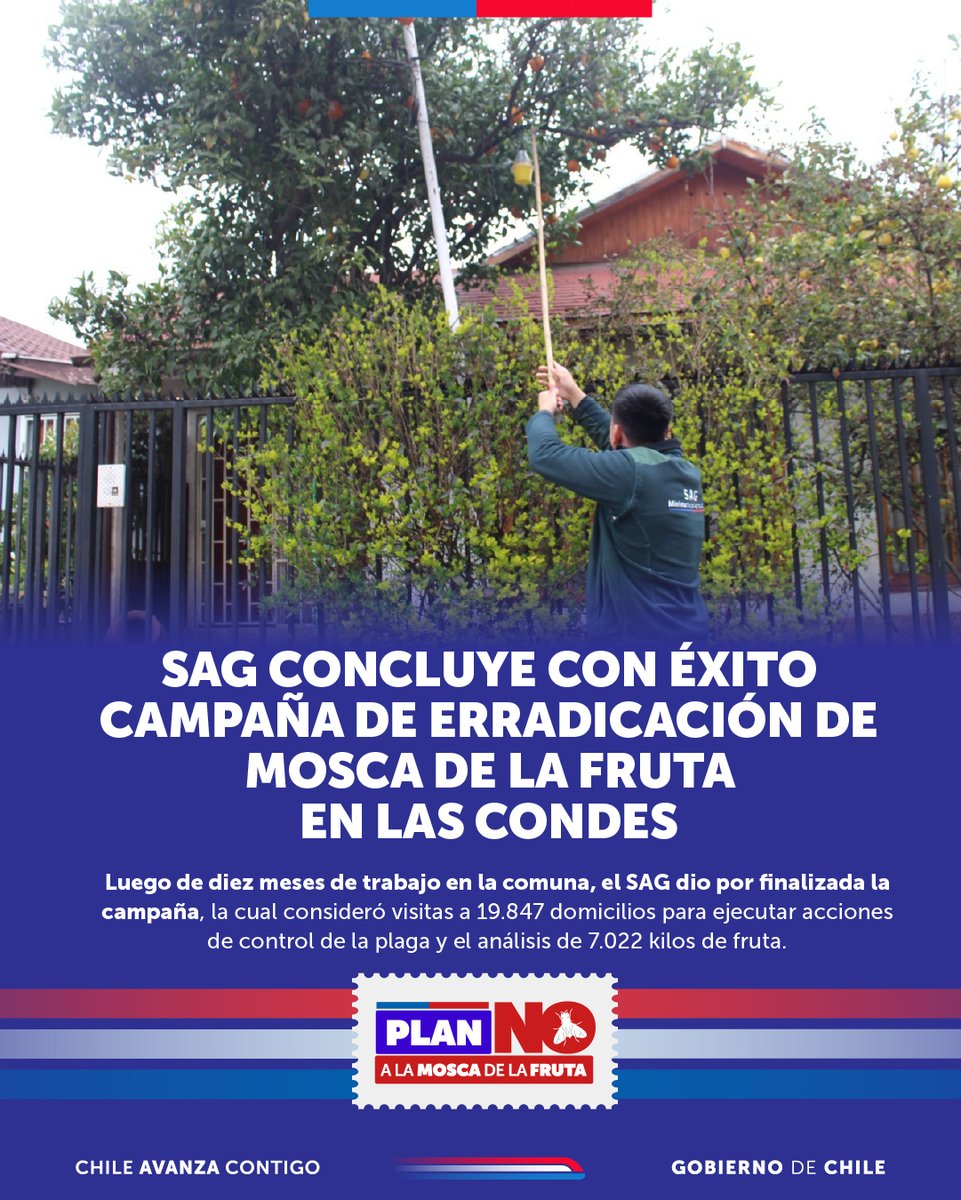 MinagriCL's tweet photo. Sigue avanzando el Plan No a la Mosca de la Fruta ⛔️🪰

El @sagchile concluyó con éxito la campaña de erradicación de la mosca de la fruta en la comuna de Las Condes, tras 10 meses de intensas labores. 

Este resultado refleja el compromiso y profesionalismo de las y los funcionarios del SAG, protegiendo la agricultura, la seguridad alimentaria y el patrimonio fitosanitario de nuestro país.

Conoce más sobre este plan en https://t.co/8ujK37qGs0