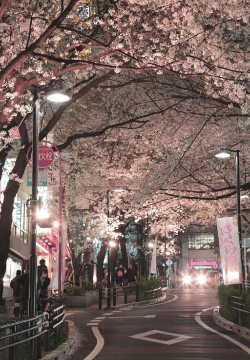 shadowmau's tweet image. 今日のランチは友達と1500円のパスタ 🦈