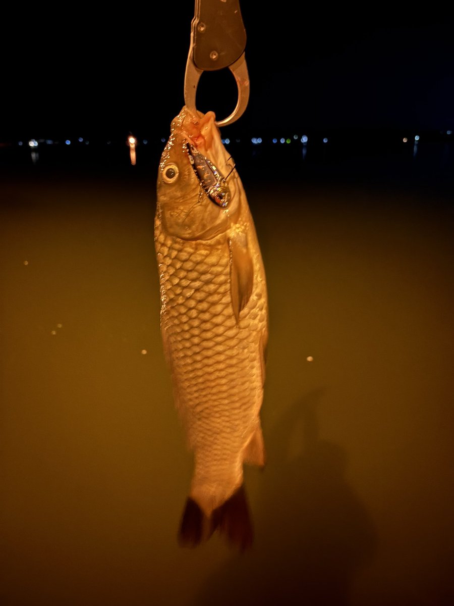 釣り好きtoshi (@seeBass1983) / Posts / X