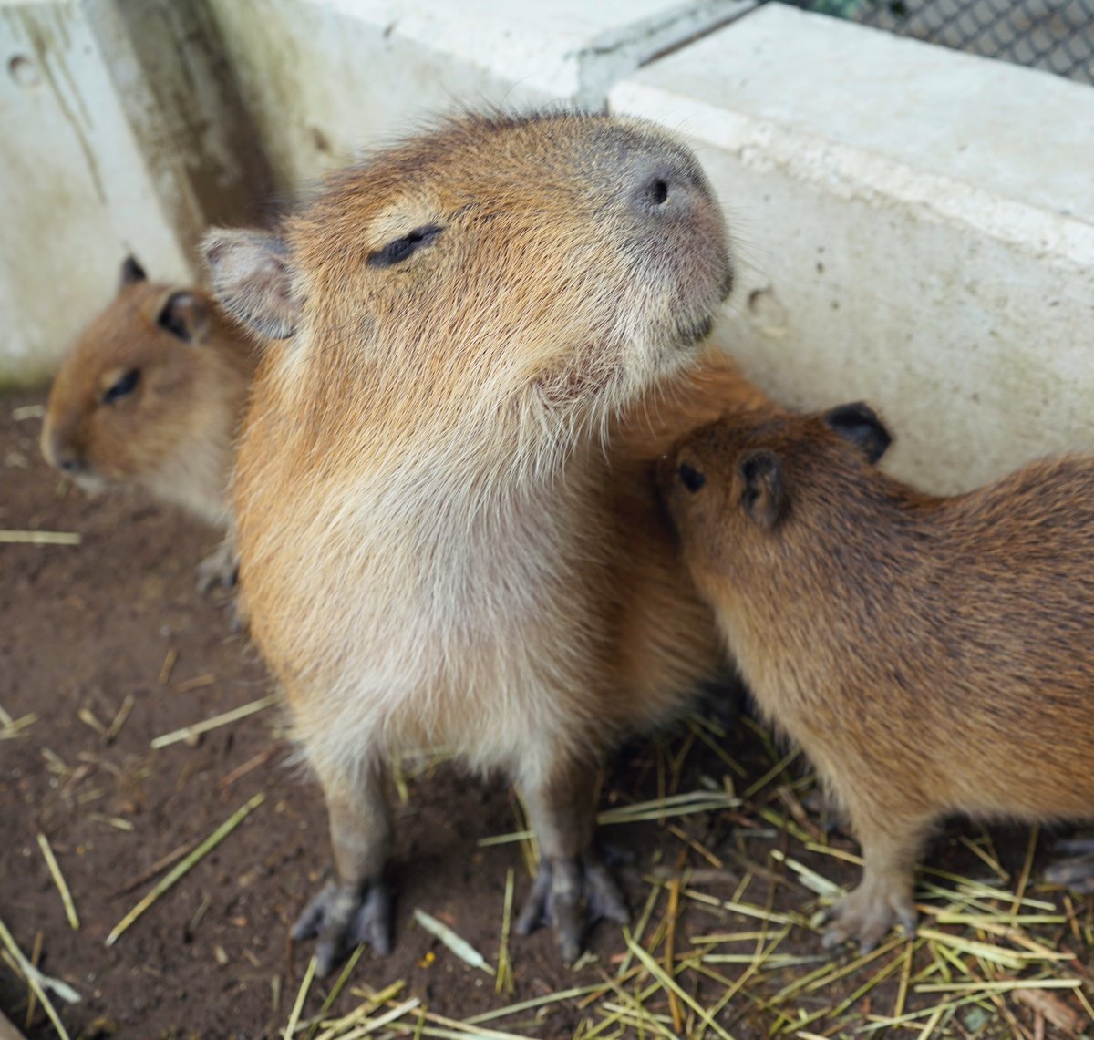 けろけろ (@capyanimal) / Posts / X