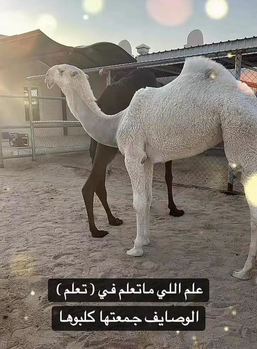 بدوي نجد tweet media