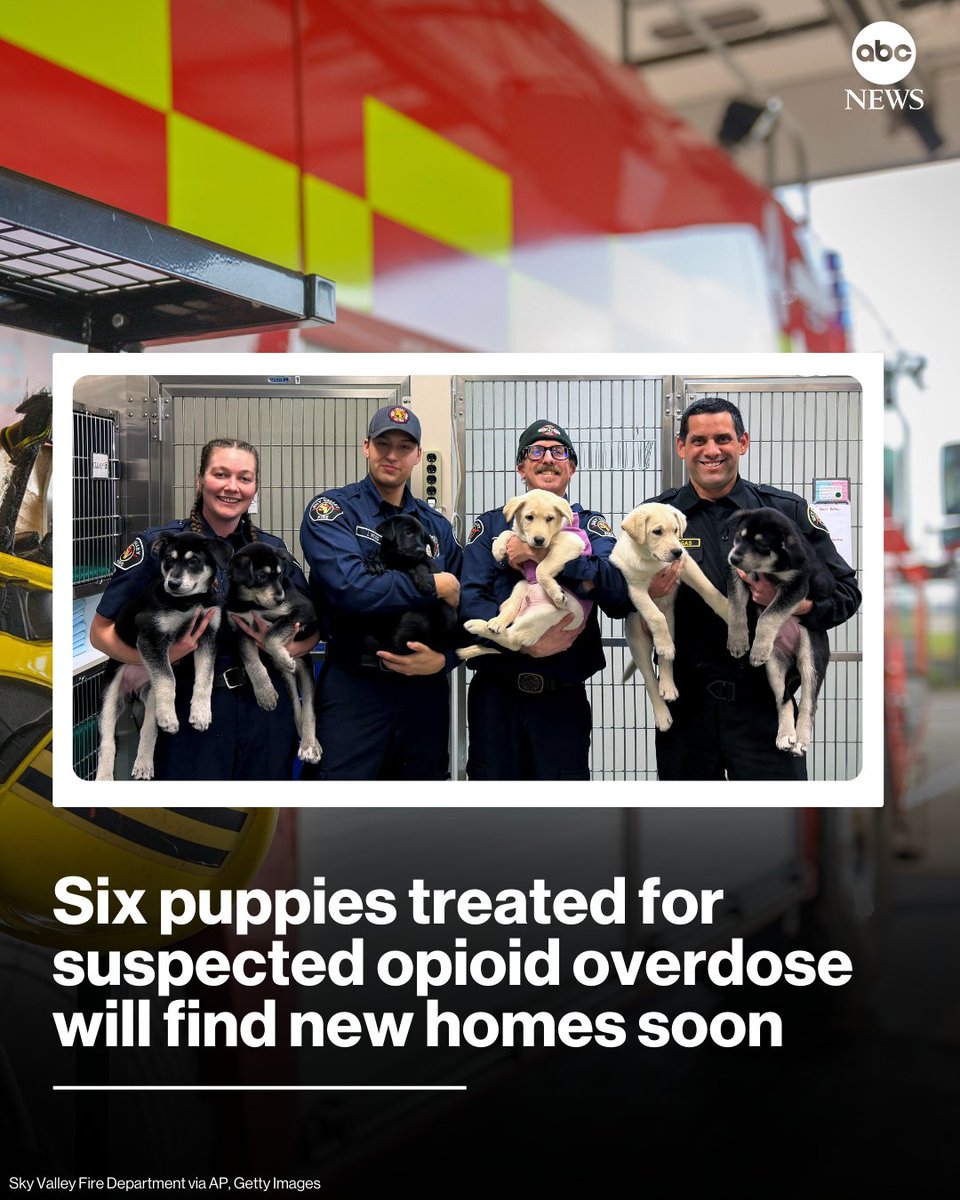 ABC's tweet image. Six puppies in rural Washington state will soon be up for adoption after being revived from a suspected drug overdose — some of them might go home with the fire-station staff who saved them.

Read more: abcnews.link/2oRs9dL