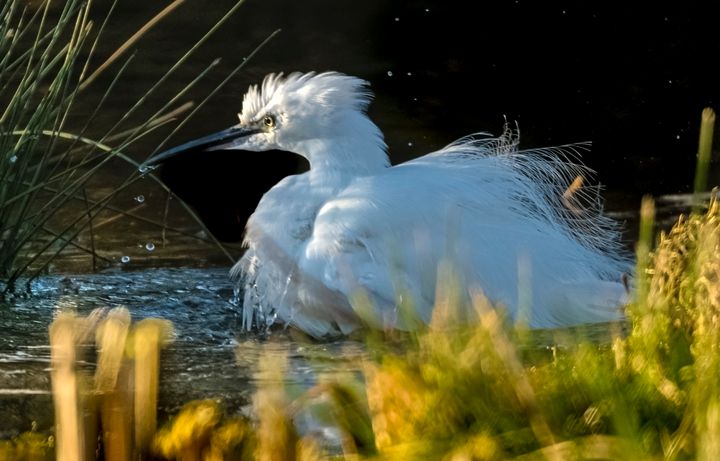 Art of the Day! "Little Egret". Buy at: ArtPal.com/nortoncliff?i=…