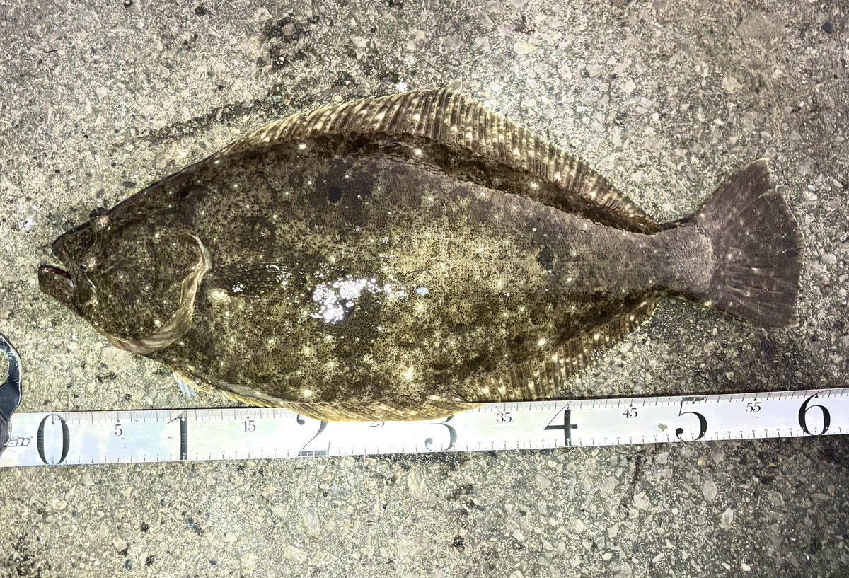 ichimiyan0129's tweet image. 泳がせドリーム！！！！！
ひっさびさの肉厚です！エソの呪いも、ようやく解けたかw？