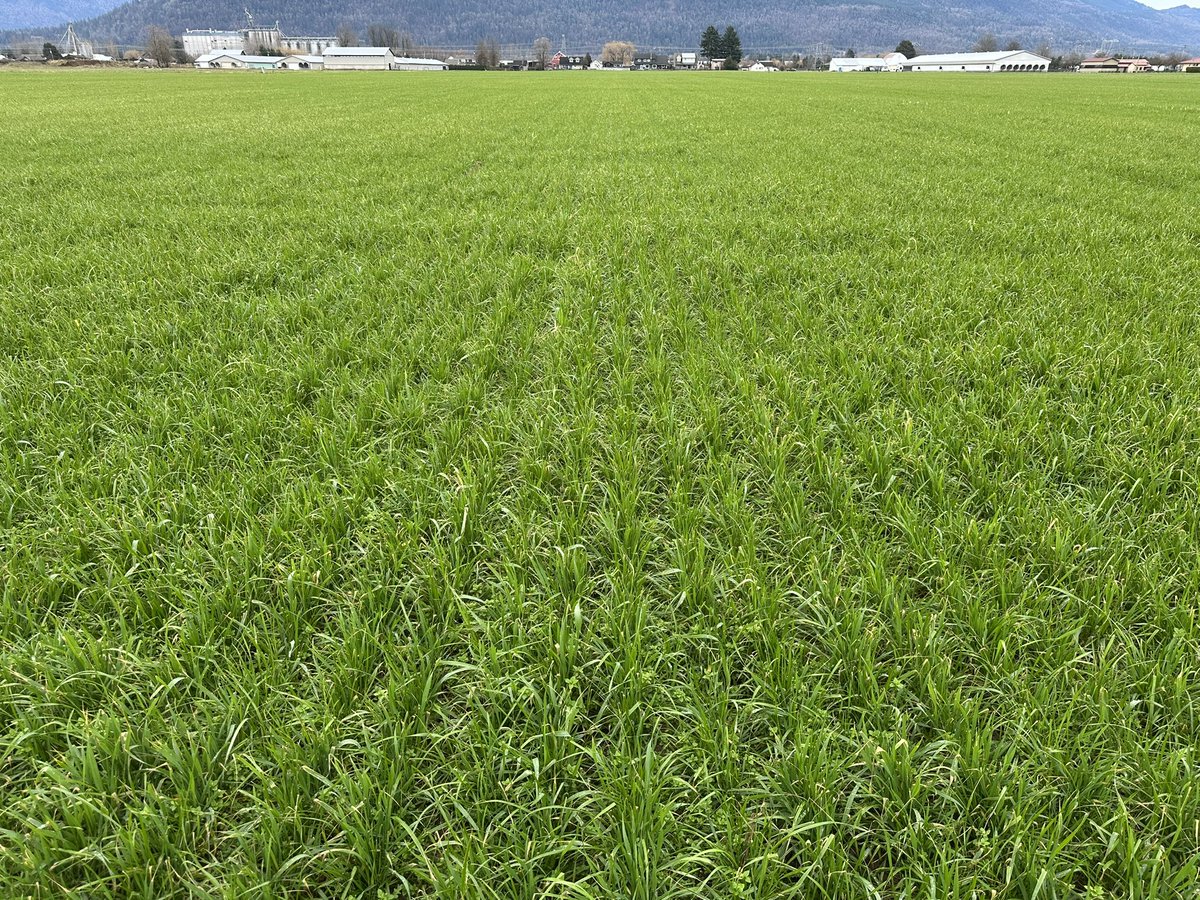 Kevin Bisschop 🇨🇦 🐄🧍‍♂️ tweet media