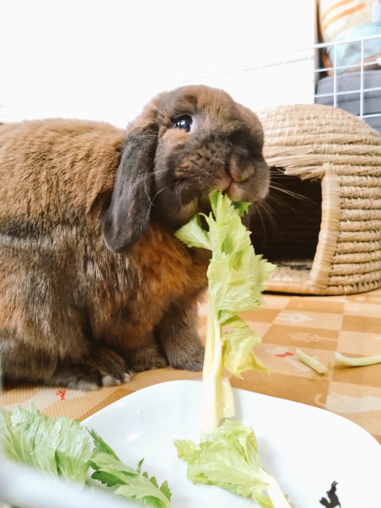 今日はセロリ🌿