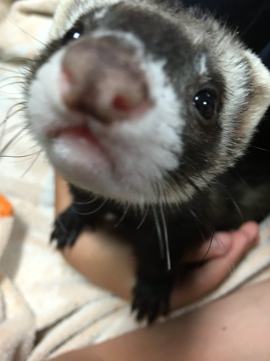 FerretPerHour's tweet image. 