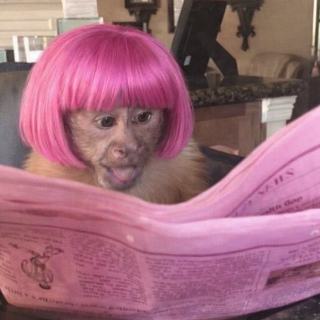 GEMINI_STAR22's tweet image. Me when Nicki drop the presave link to her lead single