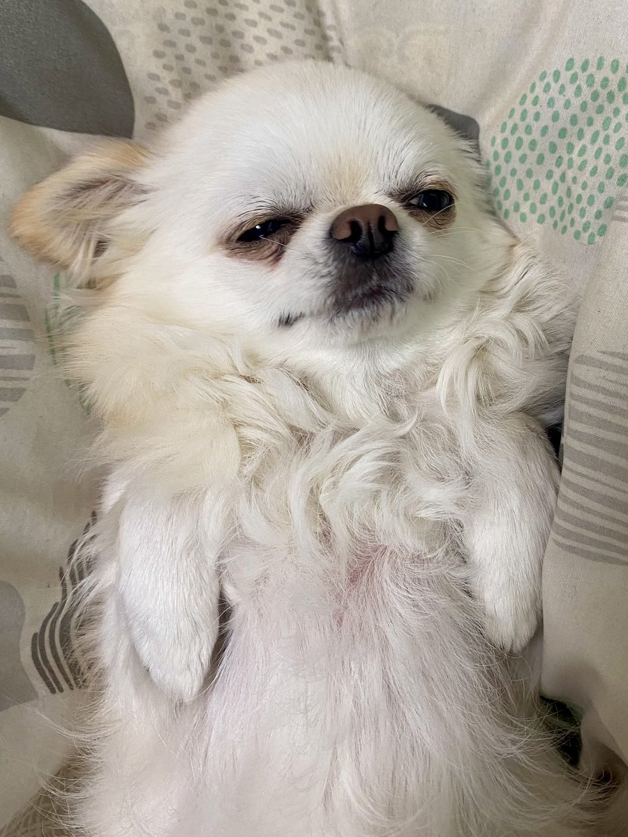 mitsukipapa's tweet image. 今日のワンコ
#チワワ　#犬のいる暮らし
#ごろごろ