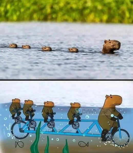 Misterio resuelto.
