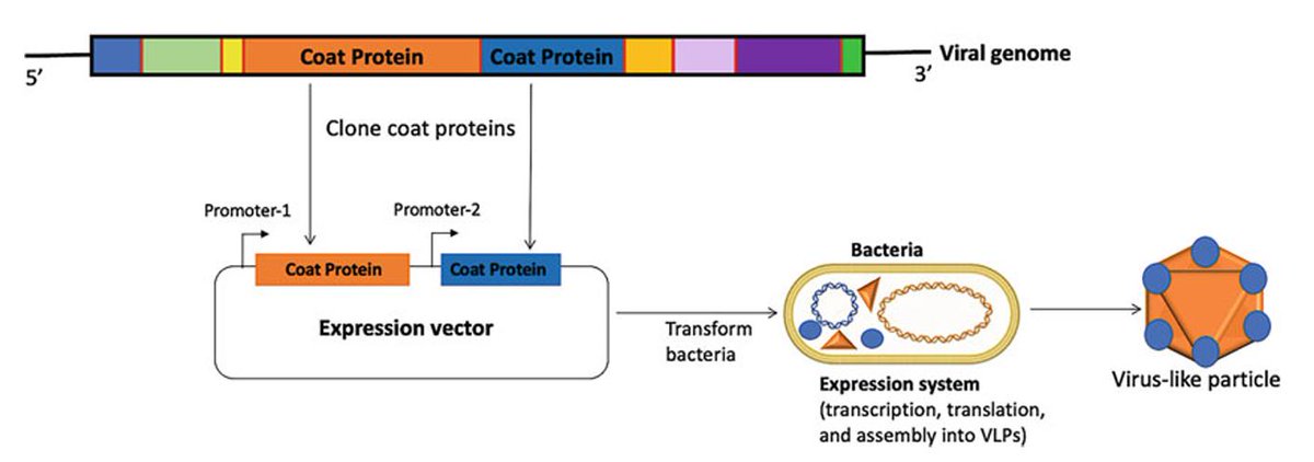 Creative Biogene provides comprehensive solutions from antigen design to vaccine development using RNA bacteriophage Virus-like Particle (VLP) technology platforms, enabling rapid development and commercialization of next-generation vaccines. creative-biogene.com/services/rna-p…