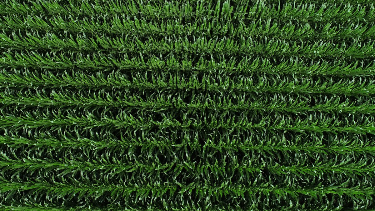 AgriGold tweet media