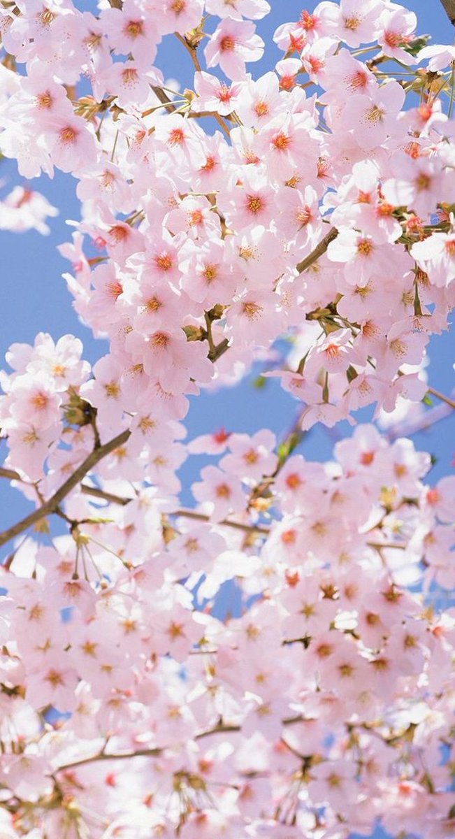 MayanSolstice's tweet image. 同期とカラオケで童謡を熱唱
懐かしくて盛り上がった 🌖