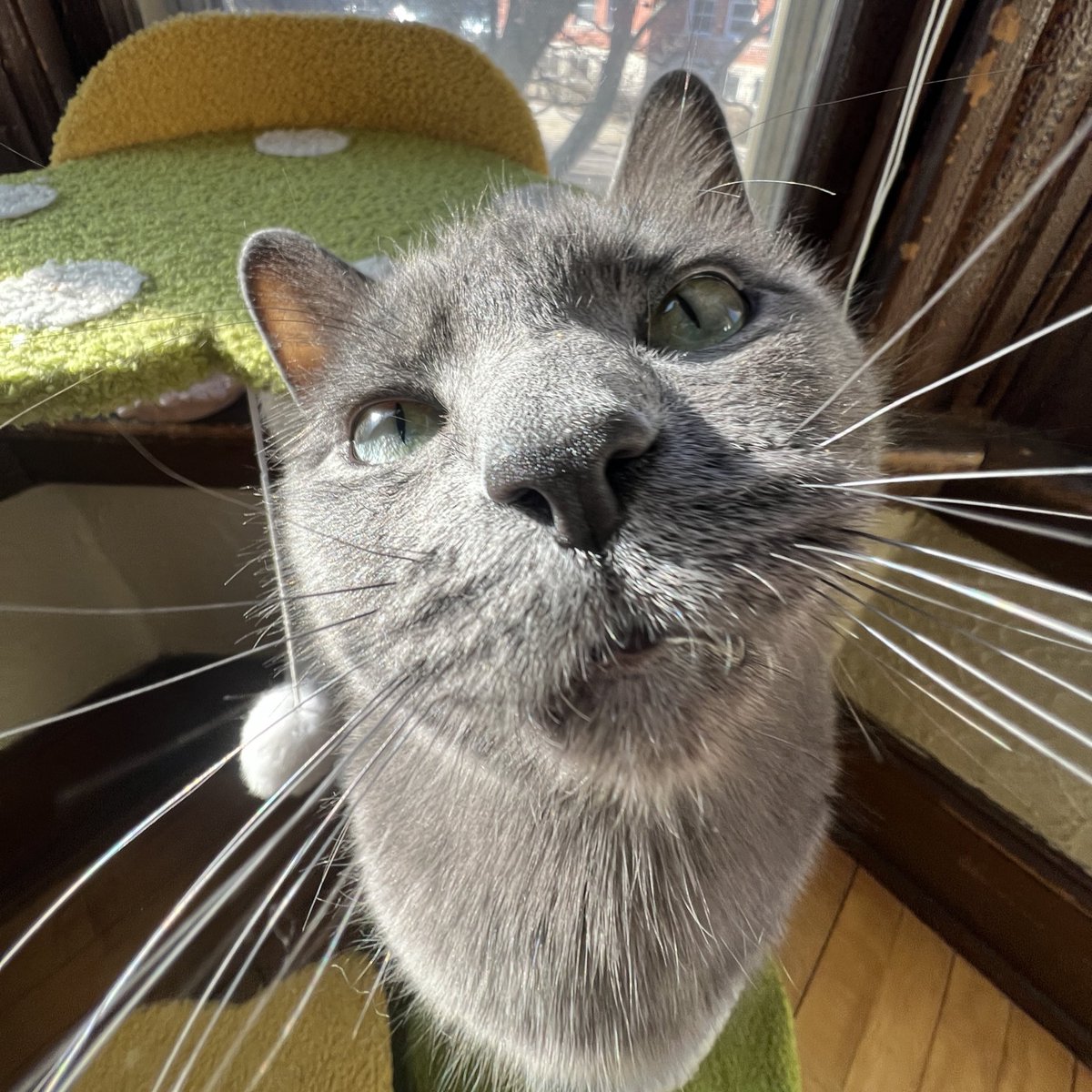 huhlaynuh's tweet image. tried to take pics of him in the sunlight but he took my phone and said no mom i got this