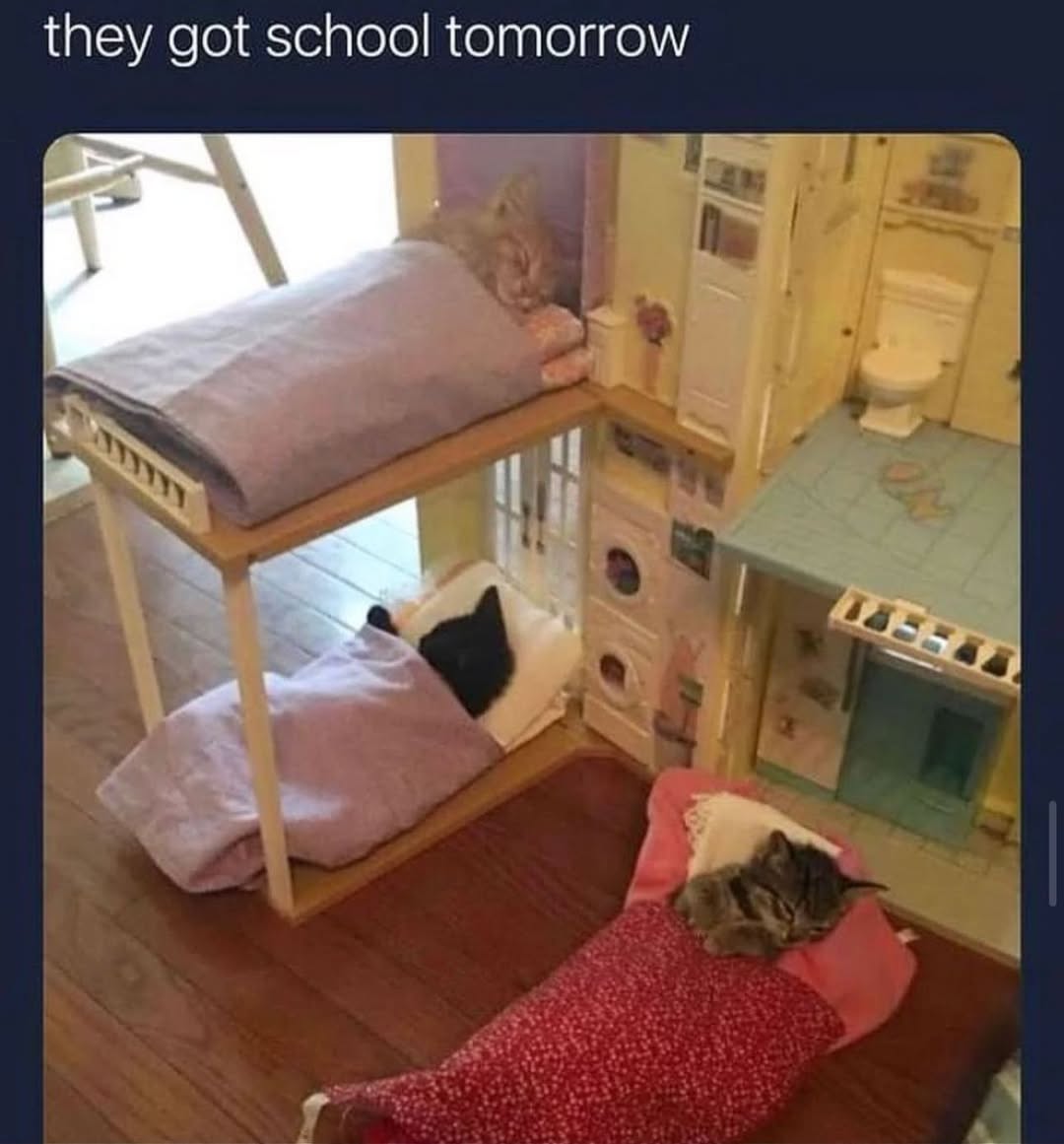 smol silly cat tweet media