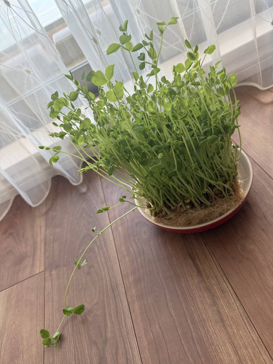 しょこたページです♡ ジョーファイ子 - だって、音割れちゃうんだもんっ☆ | Joe Fight & DJ