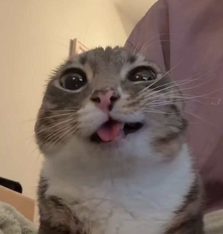 Maffy Maru tweet media