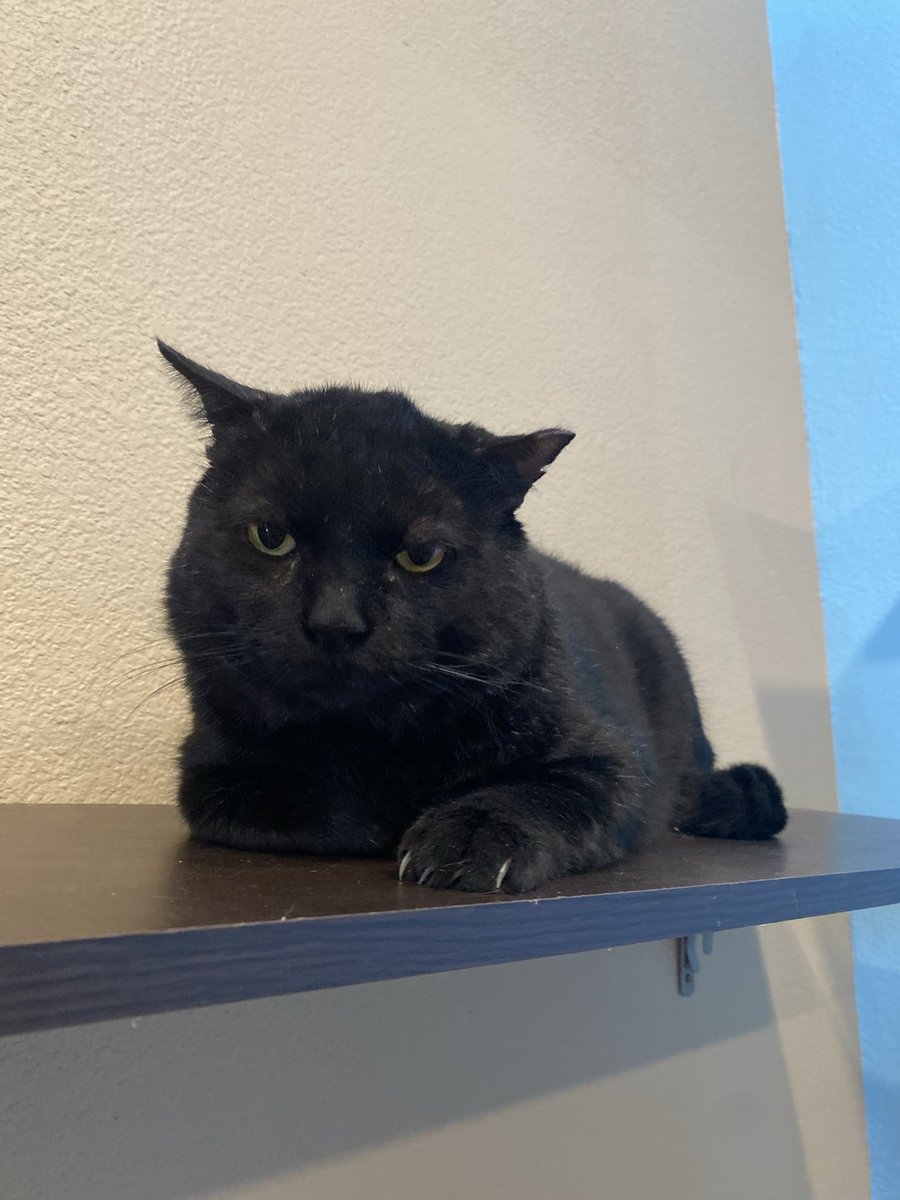 Inviziii's tweet image. I love love love LOVE my current work buddy, his name is Mr. Big 💖