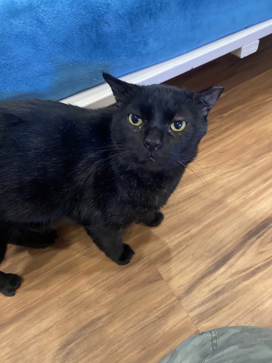 Inviziii's tweet image. I love love love LOVE my current work buddy, his name is Mr. Big 💖