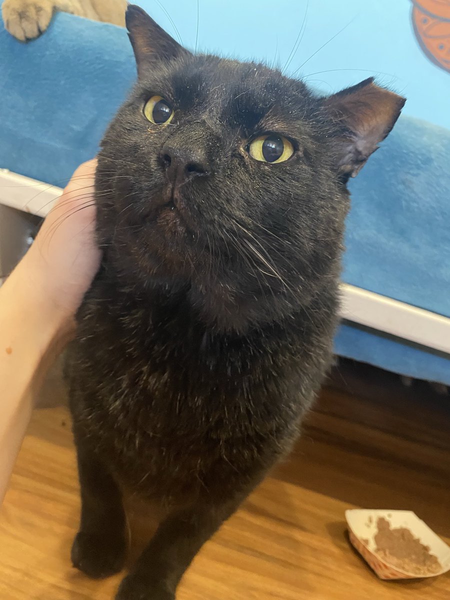 Inviziii's tweet image. I love love love LOVE my current work buddy, his name is Mr. Big 💖