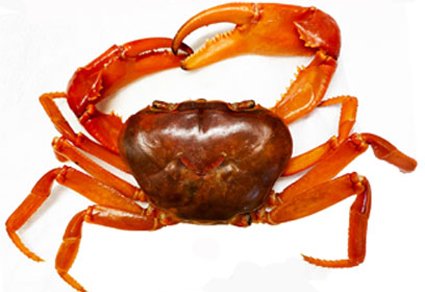 Zootaxa's tweet photo. On the taxonomic status of two large species of East #African freshwater #crabs: Arcopotamonautes johnstoni (Miers, 1885) from Mount Kilimanjaro and A. platycentron (Hilgendorf, 1897) from Lake Chala (#Brachyura: #Potamoidea: #Potamonautidae)
#taxonomy
https://t.co/v4O69Mzjrf https://t.co/Onz31mHZZr