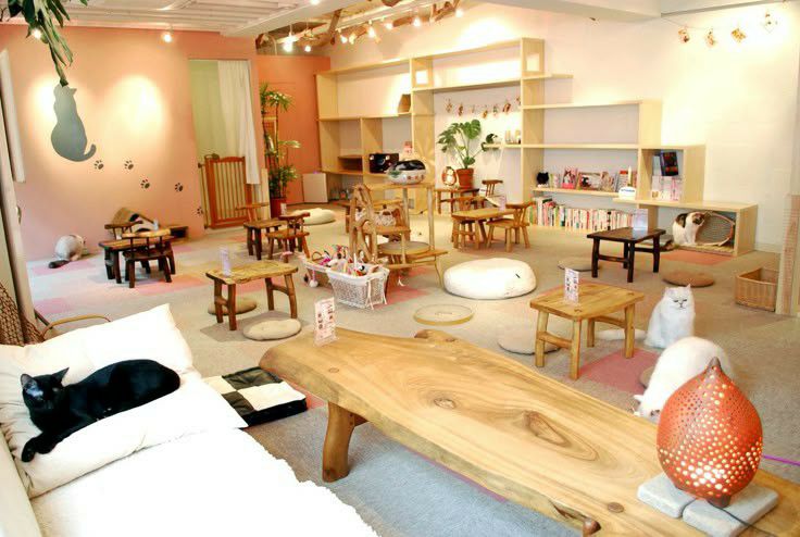 ⋆˚🐾˖° 𝚆𝙾𝚆 𝙼𝙴𝙾𝚆: 𝑪𝒐𝒇𝒇𝒆𝒆! ENCERRADO tweet media