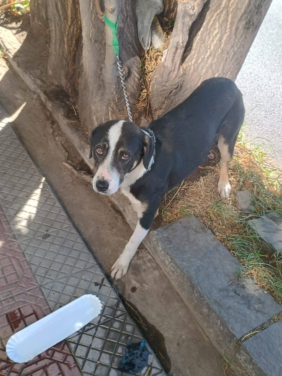 Urgente! Este perrito fue abandonado en Andrés Bello casi esquina Pérez Valenzuela. Lo dejaron atado a un árbol. No se deja tocar porque está muy asustado, pero se ve que no es agresivo. Si alguien puede rescatarlo, ya sabe dónde encontrarlo. Favor RT!
#Providencia
