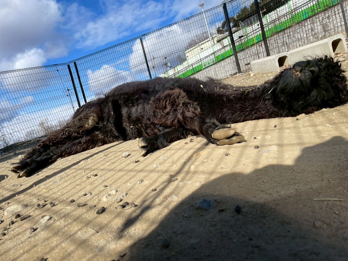 satsukiyama_zoo's tweet image. とても気持ちよさそうに寝ているプリン🎶
少し口を開けながらリラックス😌
ちょうど良い気温だったんだね🌱

＃五月山動物園　＃アルパカ　＃プリン　＃日向ぼっこ