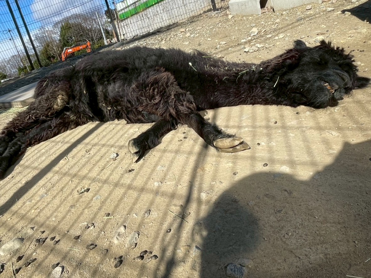 satsukiyama_zoo's tweet image. とても気持ちよさそうに寝ているプリン🎶
少し口を開けながらリラックス😌
ちょうど良い気温だったんだね🌱

＃五月山動物園　＃アルパカ　＃プリン　＃日向ぼっこ