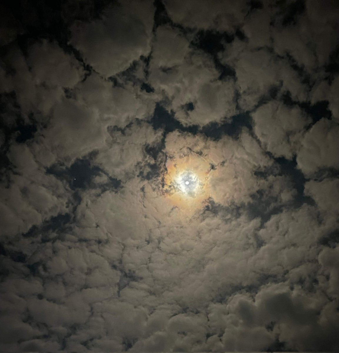 𝒏🦌 tweet media