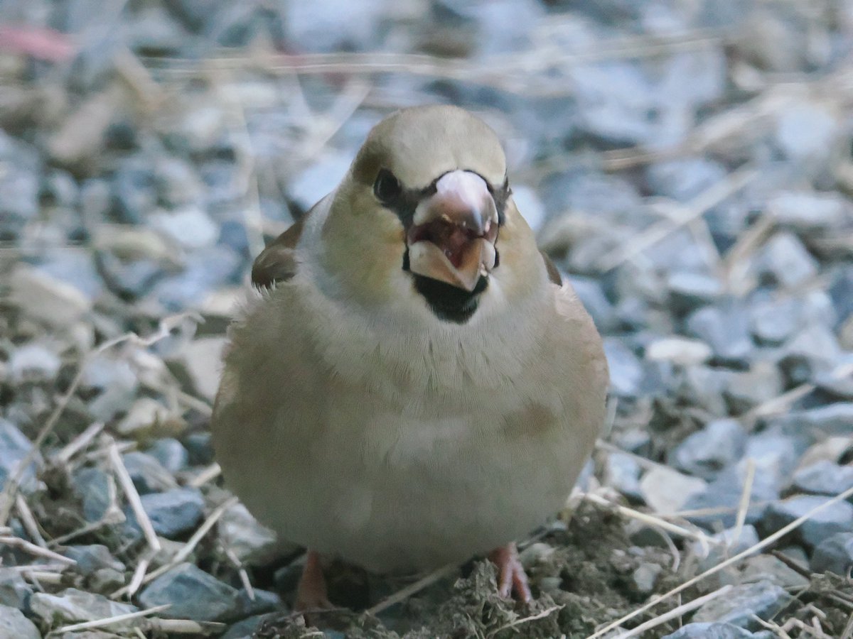 91emon's tweet image. 今朝はシメゴンが遊びに来たよ〜