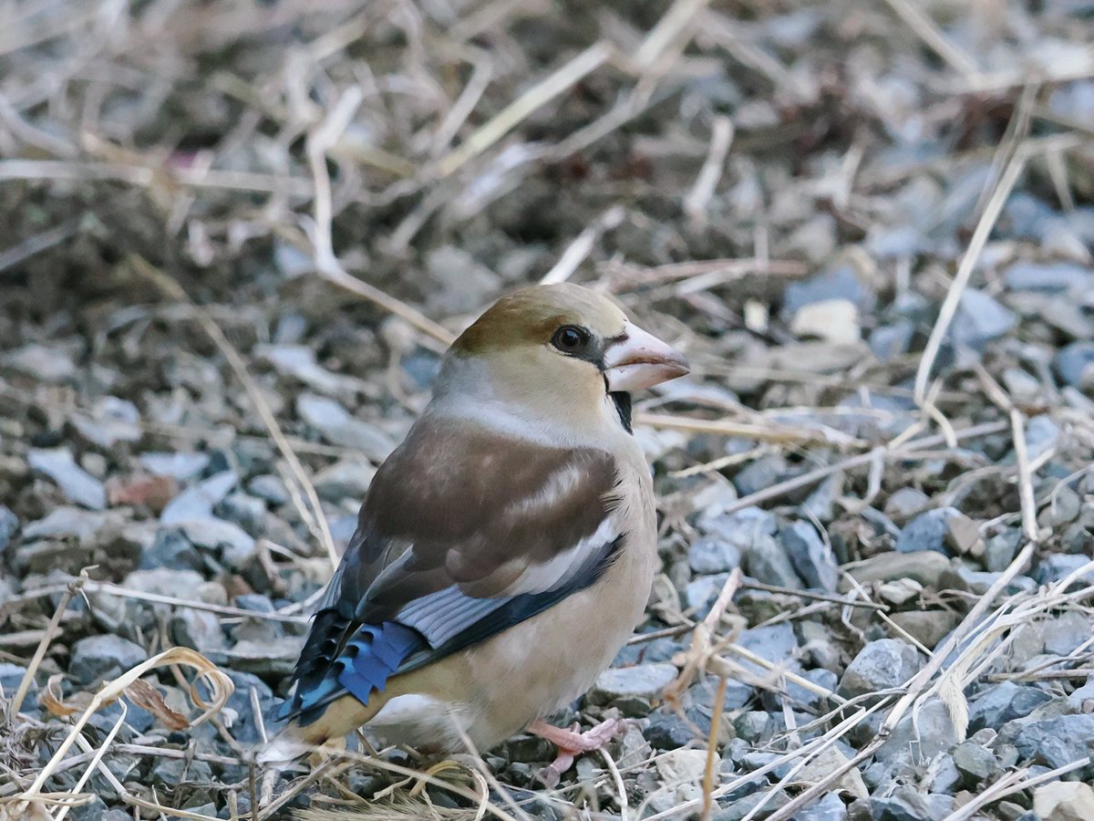 91emon's tweet image. 今朝はシメゴンが遊びに来たよ〜