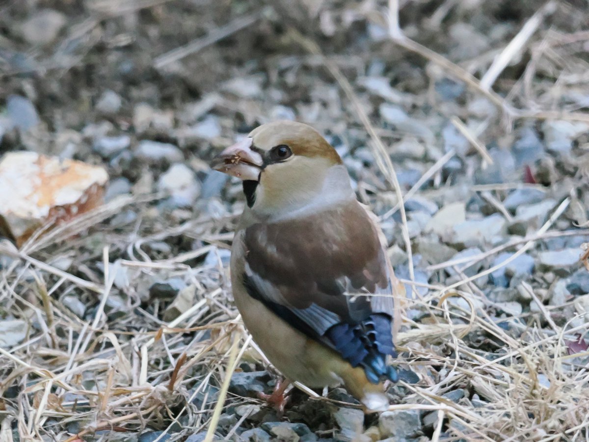 91emon's tweet image. 今朝はシメゴンが遊びに来たよ〜