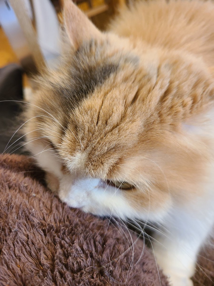 朝から真剣ふみちゅぱ猫ちゃん
#猫のいる暮らし #猫のいる幸せ