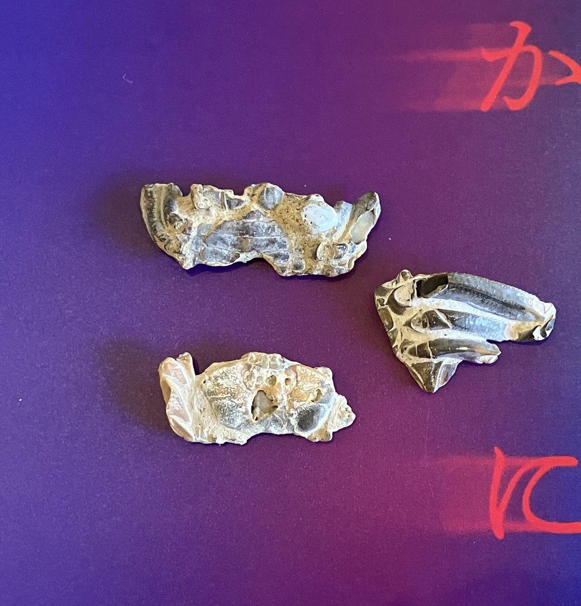 カニの化石だ！！！！ #時代を超えて響くもの