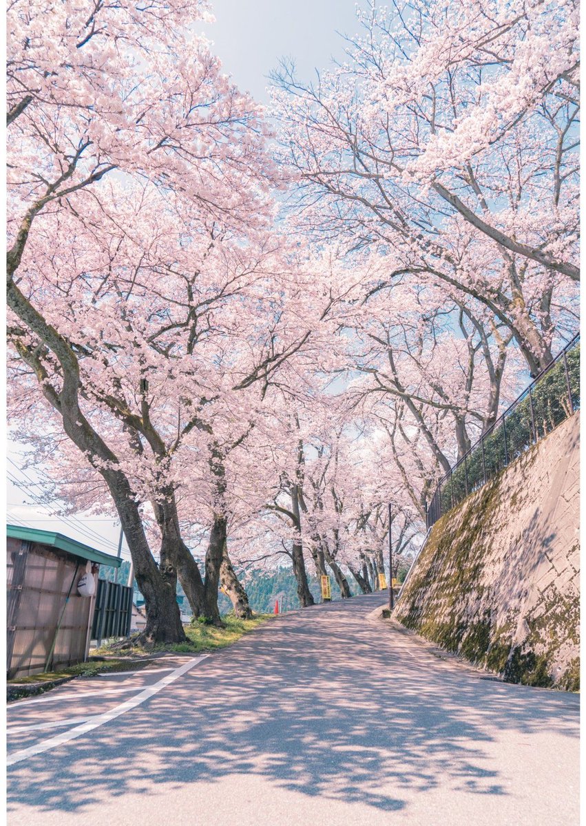 nardemerlo's tweet image. 道路工事で大回りして時間かかった 🦟