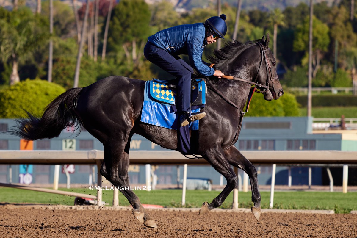 kimo16's tweet image. Speed Boat Beach stretching his leg yesterday under Humberto Gomez he worked 5 in 1:00.60 at Los Al on the 10th @santaanitapark @BobBaffert @hutagomez_gomez