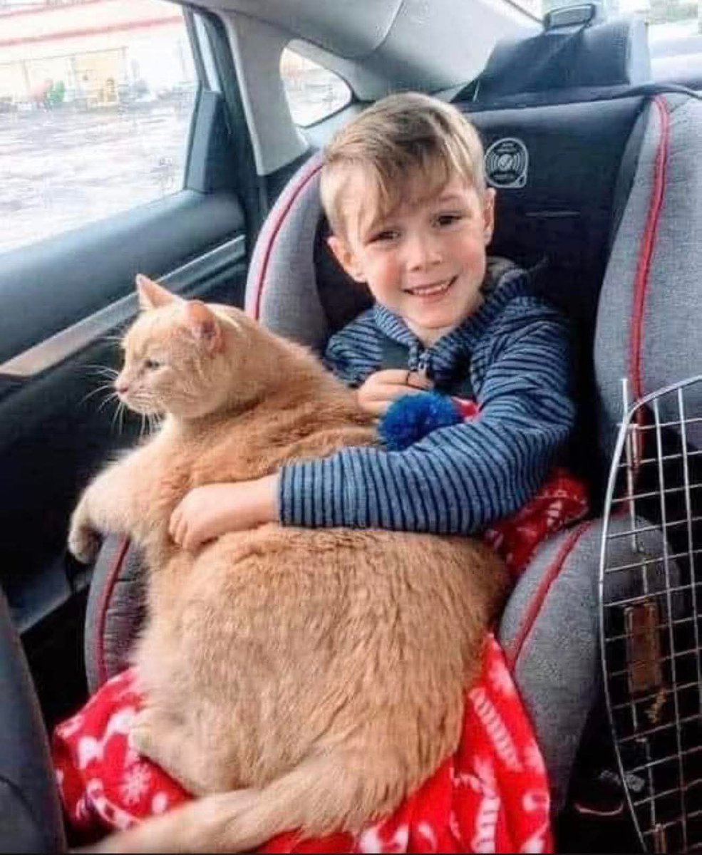 Mr_Husky1's tweet image. "Easton's mom told him he could adopt a new pet. He had the choice between a puppy dog or a cat. He chose to adopt Tiny, a 10-year-old cat who had just lost his home. Of all the animals, he chose to adopt an overweight, old, shy cat.
Love is blind, as it should be.
On the ride…