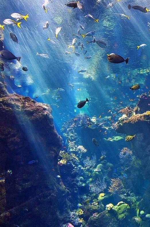 team017's tweet image. スーパーのタイムセールで半額の刺身ゲットできて、今夜は豪華な夕食 🌛